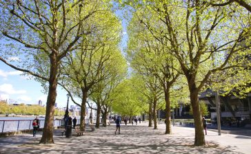 Exeter University Uses Bluesky Tree Map to Link Trees and Mental Heath